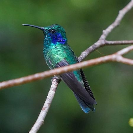 Campo Azul #2 - Monteverde Ngoại thất bức ảnh