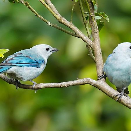Campo Azul #2 - Monteverde Ngoại thất bức ảnh