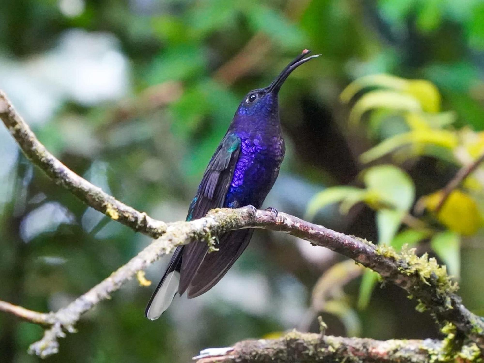 Campo Azul #2 - Monteverde Ngoại thất bức ảnh